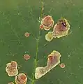 Tâches de la mineuse sur une feuille.