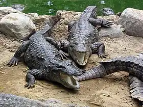 Image illustrative de l’article Madras Crocodile Bank Trust