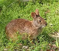 Un lapin brun-roux, avec des yeux noirs et des petites oreilles