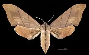 Marumba cristata cristata ♀ MHNT