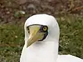 Un fou masqué (Sula dactylatra)