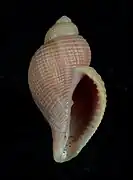 Massyla corrugata