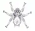 Famille Streblidae, Mastoptera guimaraesi.