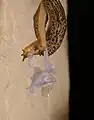 Accouplement de limaces léopard