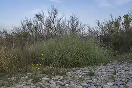 Dans une zone de galets du littoral à Vic-la-Gardiole.