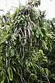 Rhaphidophora guamensis adulte
