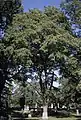 Ulmus rubra dans l’Ohio.
