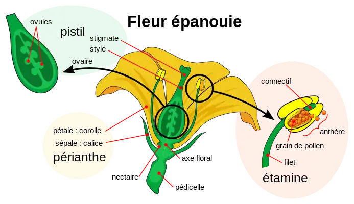 Diagramme d'une fleur à maturité.