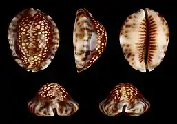 Mauritia depressa