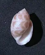 Maxacteon flammea
