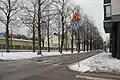 Tilleuls dans Mechelininkatu en février 2017.