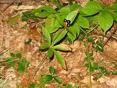 Fruits