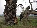 Le chêne médiéval aurait 750 ans.