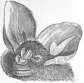 Petit faux vampire (Megaderma spasma)