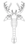 Megalograptus ohioensis (Megalograptidae)