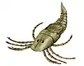 Megarachne servinei (Mycteropidae)