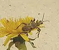 Rhagium (Megarhagium) mordax De Geer, 1775