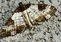 Melanthia procellata (Denis & Schiffermüller, 1775)
