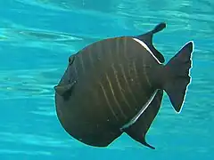 Melichthys indicus