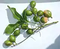 Quenette (Melicoccus bijugatus).