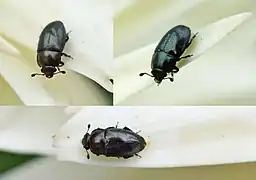 Meligethes aeneus.