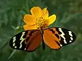 Melinaea lilis