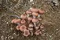 Armillaria mellea Spécimen jeune.