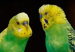 Deux autres perruches ondulées, dans le Vogelpark Steinen&nbsp;(de) en Allemagne en juillet 2023.
