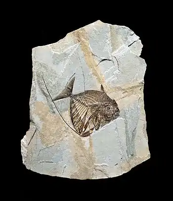 Image illustrative de l’article Monte Bolca