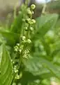 Épi de fleurs mâles en train de s'ouvrir.