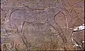 Merdoufa II, équidé (L: 54&nbsp;cm)