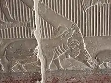 Relief : hippopotame amphibie et crocodile