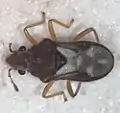 Merragata hebroides, Floride.