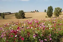Jachère fleurie à Mervilla (création d’Émile Loubet, agriculteur)