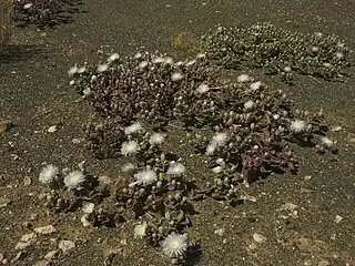 Réserve naturelle de Goegap (en), Namaqualand, Cap-Nord, Afr. du Sud