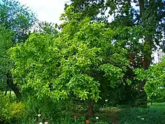 Arbre en été.