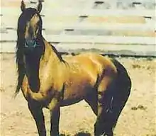 Cheval vu de face, couleurs noir et fauve.