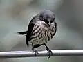 Female