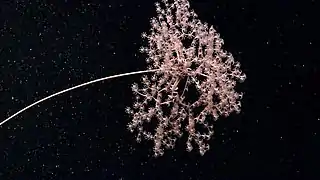 Metallogorgia melanotrichos