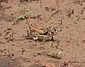 Metaxymecus gracilipes (Acrididae) en cours d'accouplement