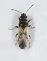 Metopoplax ditomoides, Pays-Bas.