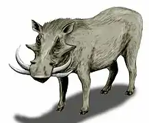 Reconstituton d'un Metridiochoerus (genre éteint)