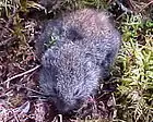 Lemming de forêt