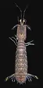 Michalisquilla parva