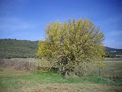 Micocoulier en fleurs