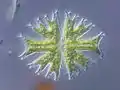 Chlorophytes (algues vertes)
