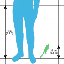Illustration montrant le schéma d'une jambe humaine de 1 m de haut pour le comparer au schéma d'un Microcèbe mignon de 25 cm