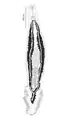 Microcotyle algeriensis (Microcotylidae)