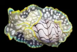 Micromelo undatus