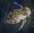 Micronectidae: Micronecta scholzi